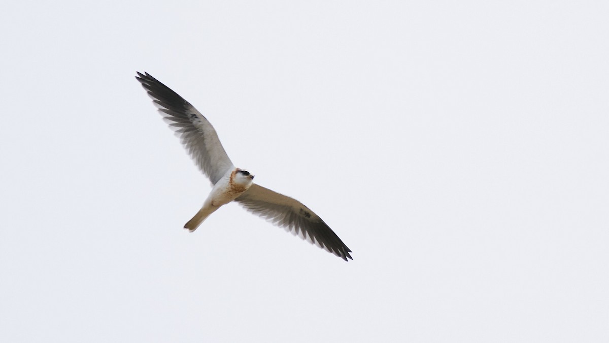 White-tailed Kite - ML237899601
