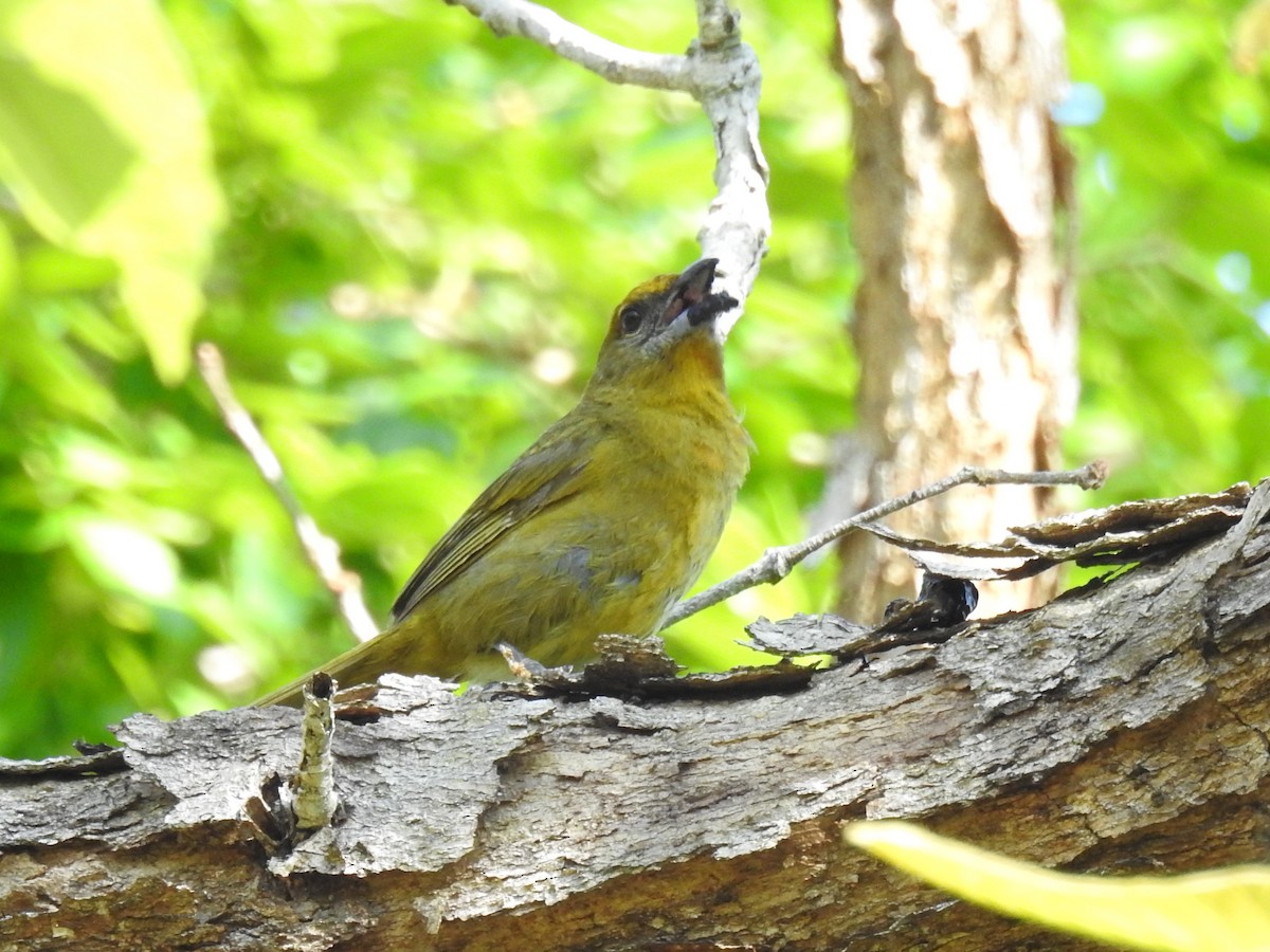 Hepatic Tanager - ML237905061