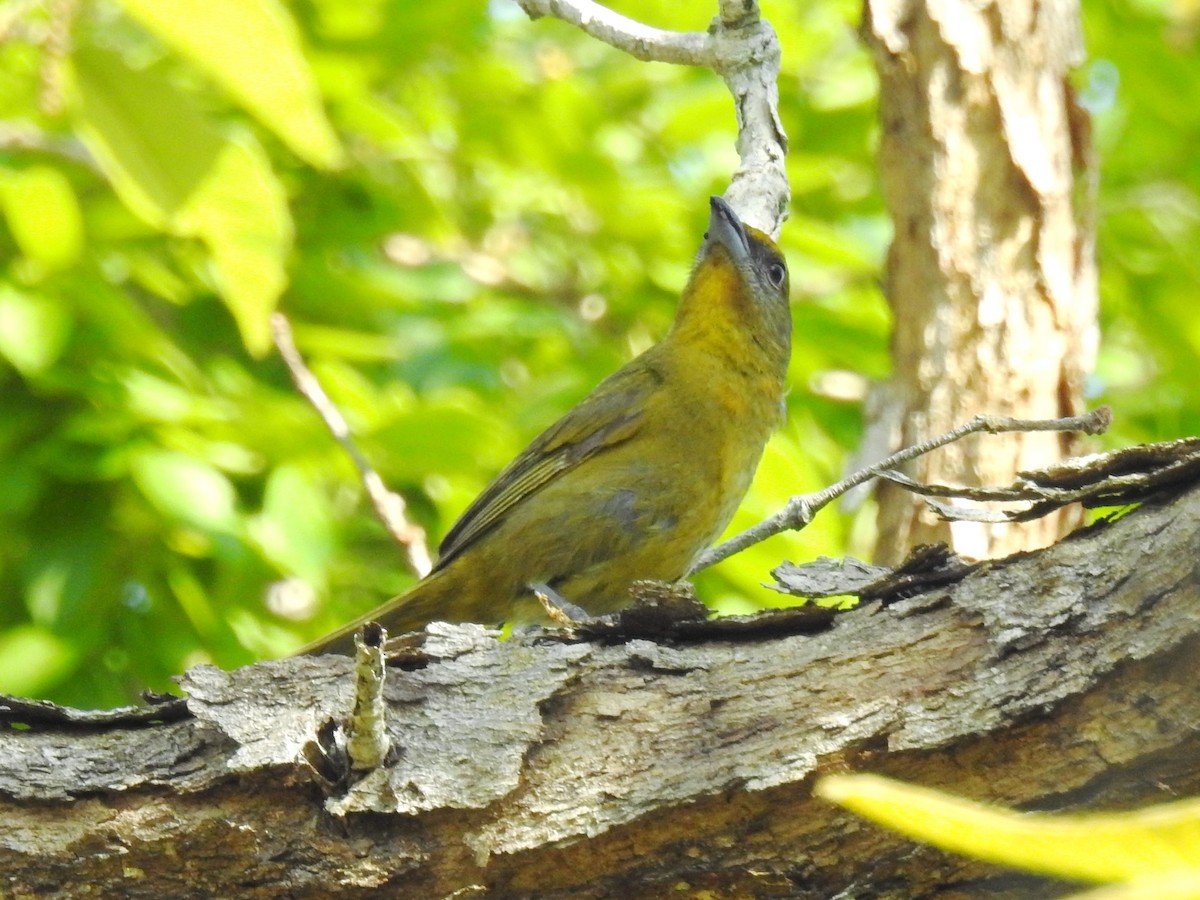 Hepatic Tanager - ML237905071