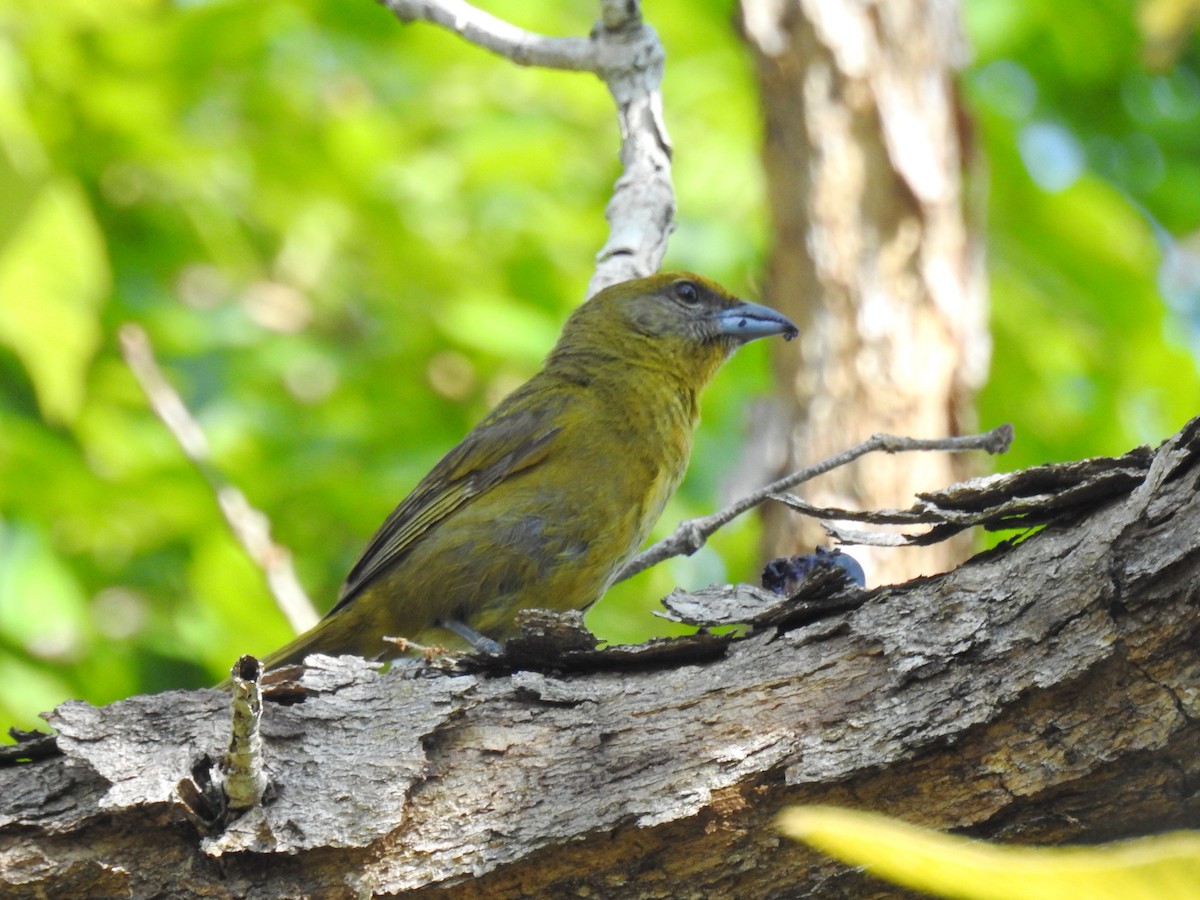 Hepatic Tanager - ML237905121
