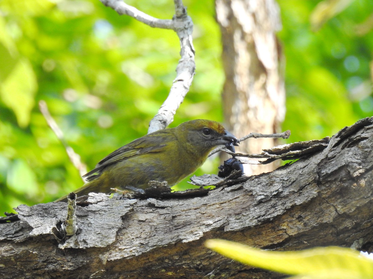 Hepatic Tanager - ML237905301