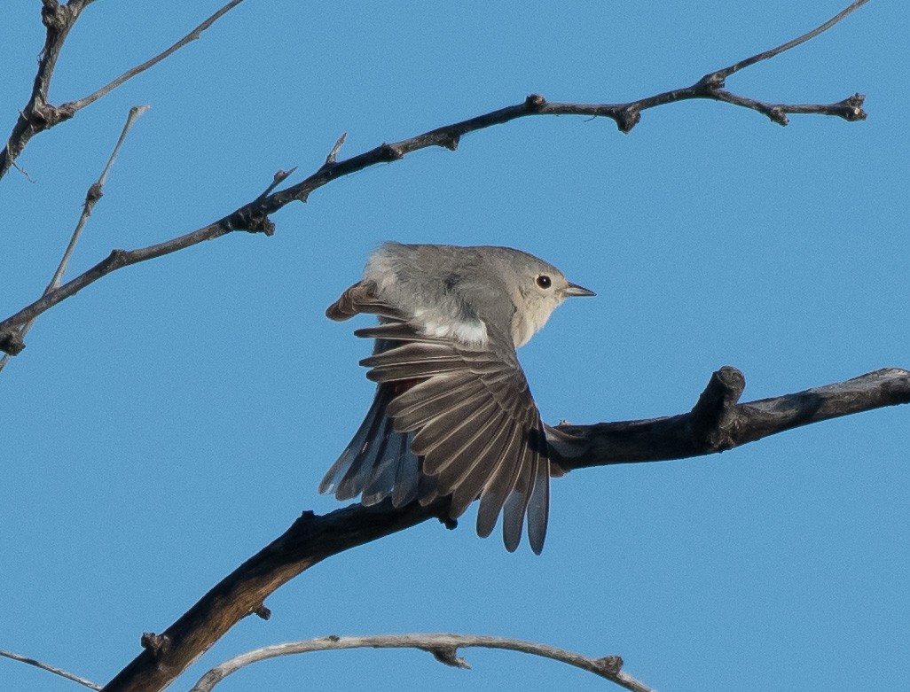 Lucy's Warbler - ML237905561
