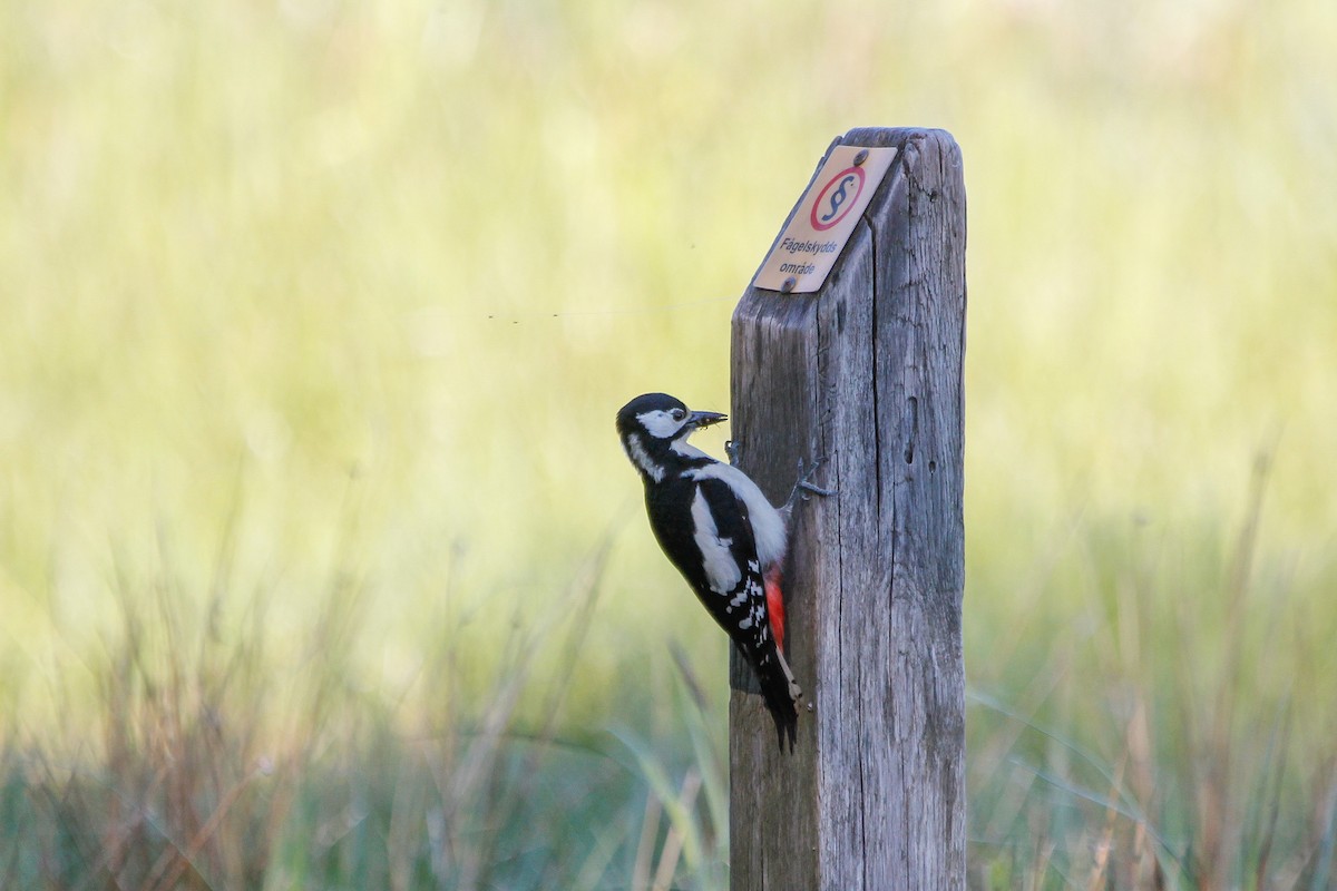 Great Spotted Woodpecker - Murray Christian