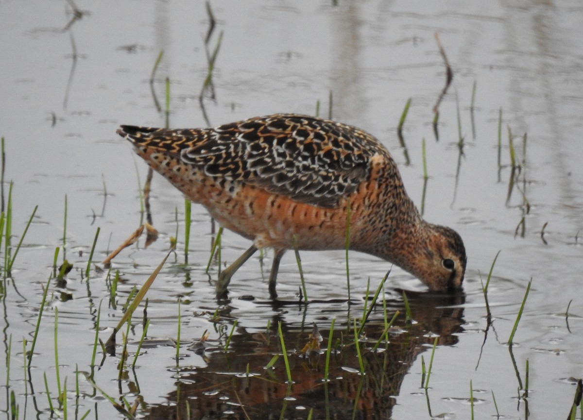 Long-billed Dowitcher - ML237911501