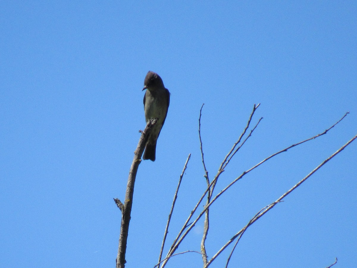 Western Wood-Pewee - karen pinckard