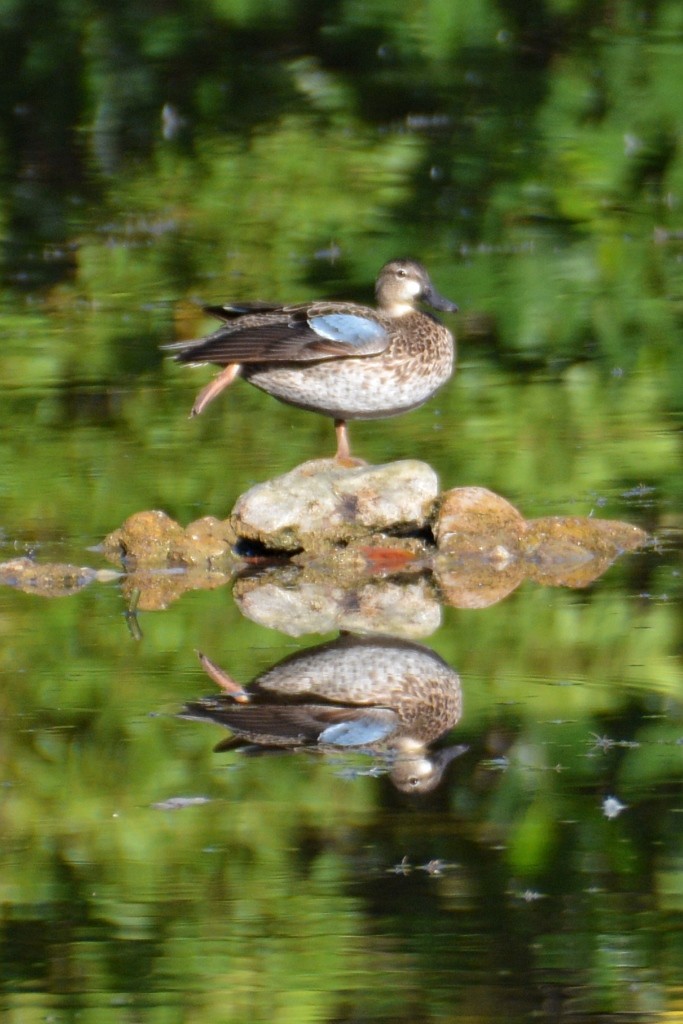 Blue-winged Teal - ML23791241