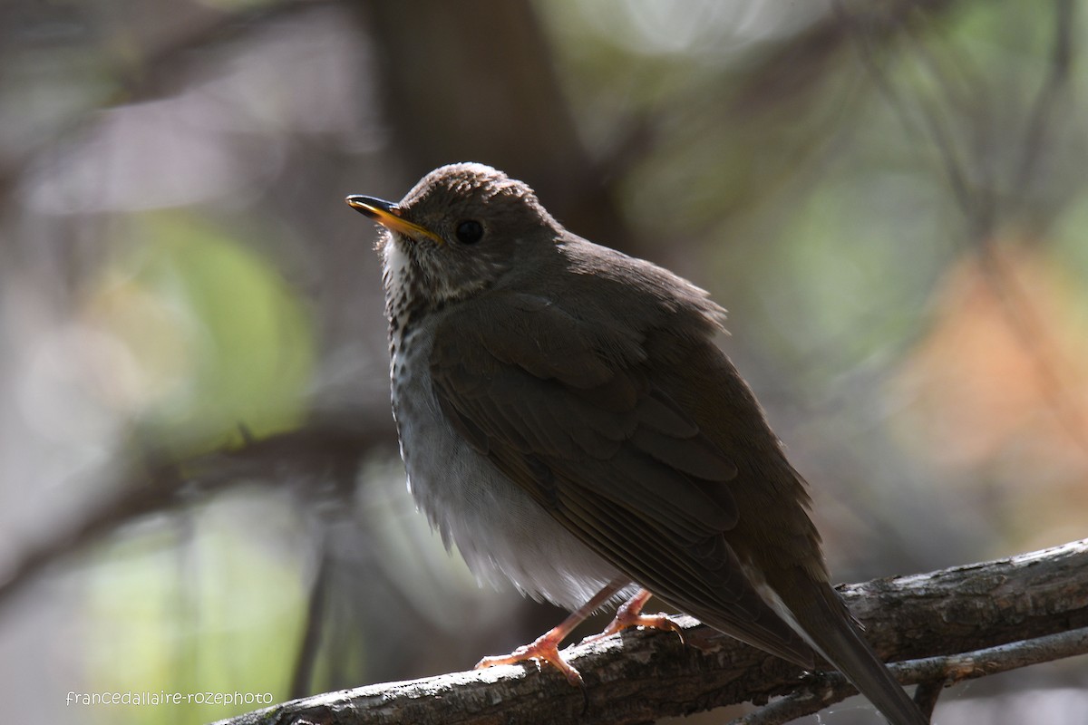 Gray-cheeked Thrush - france dallaire