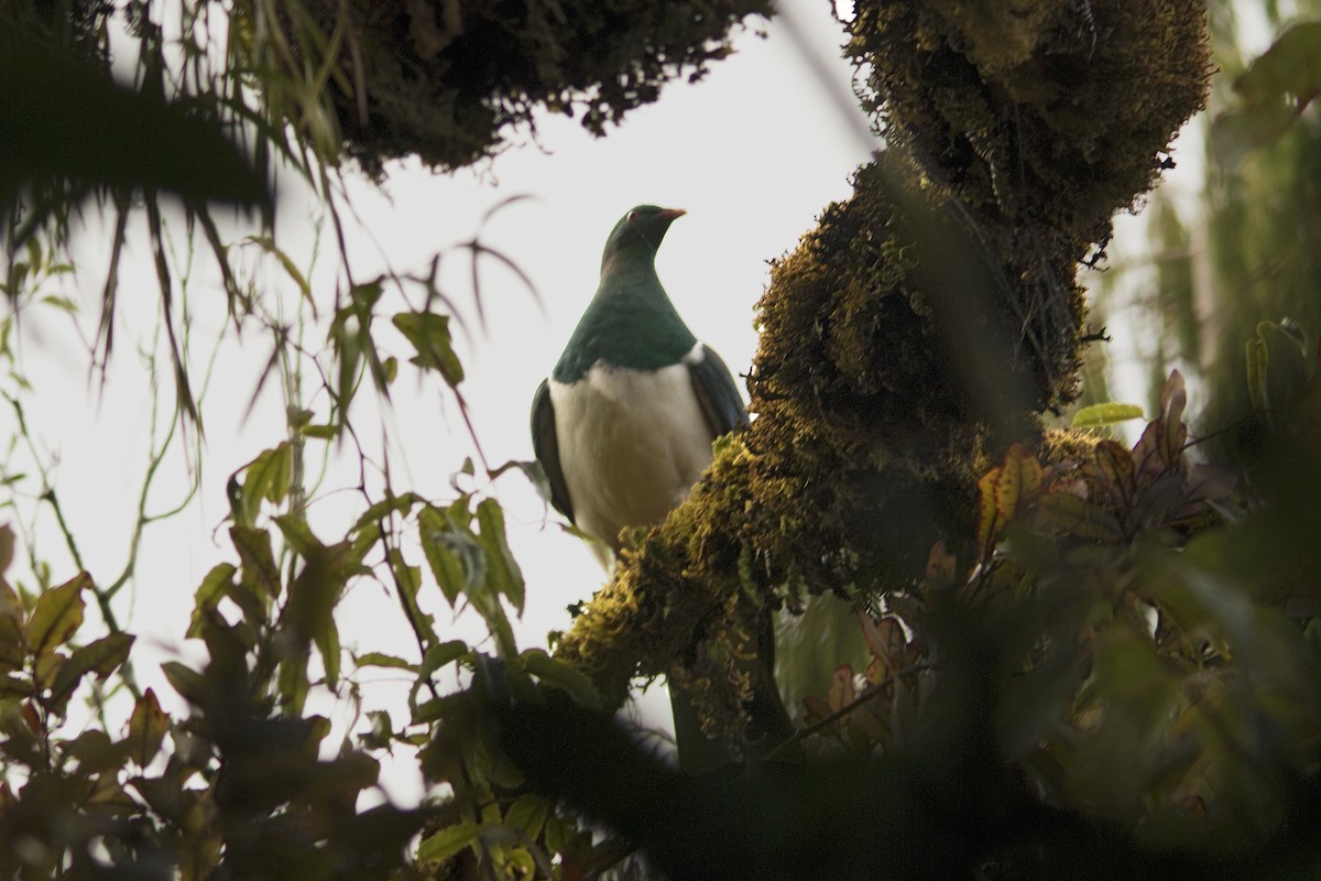 New Zealand Pigeon - Joan Cabellos