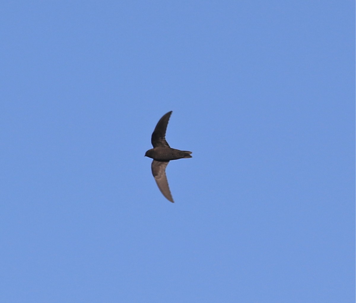 Black Swift - Pair of Wing-Nuts