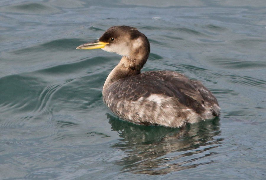 Red-necked Grebe - Don Roberson
