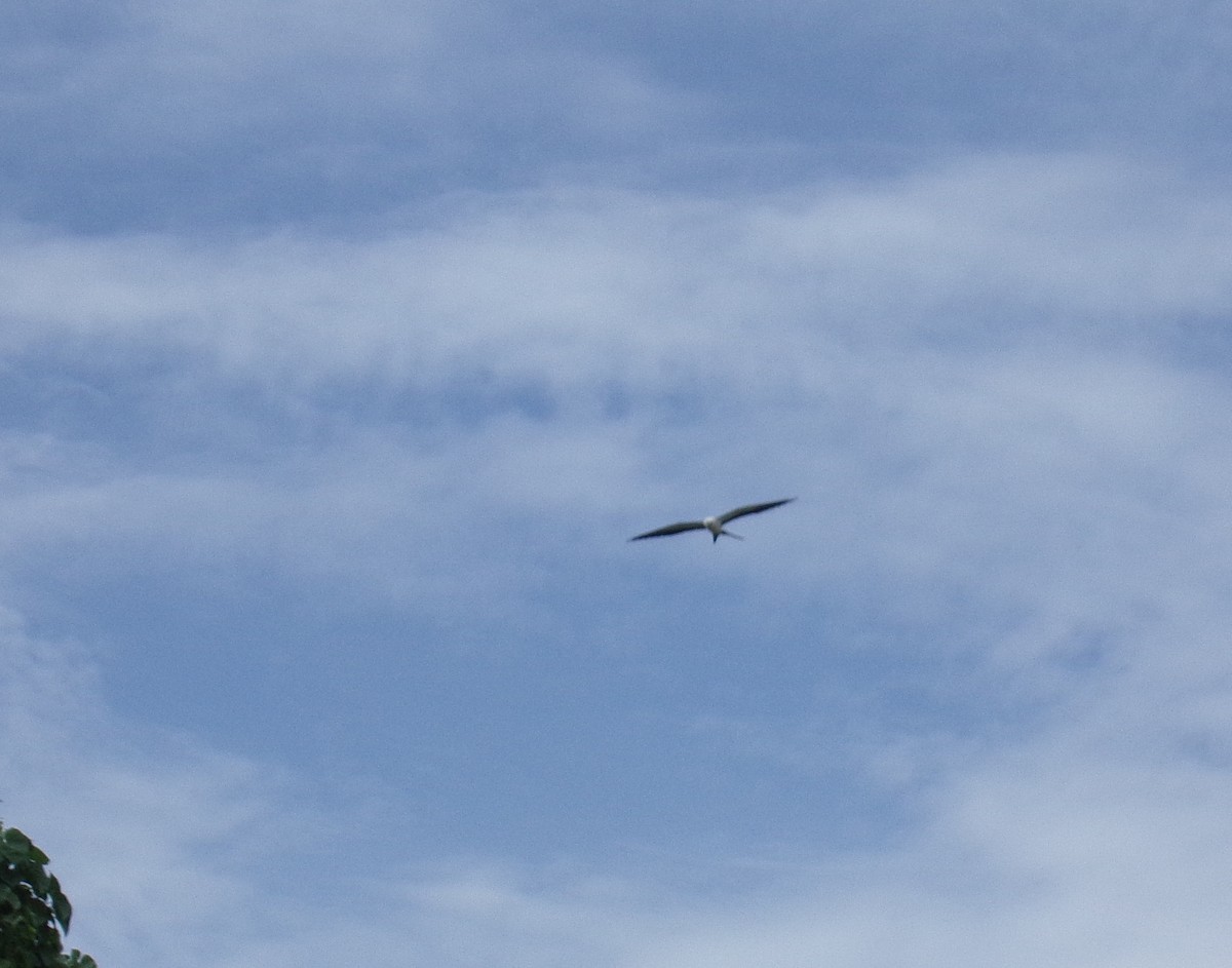 Swallow-tailed Kite - ML237924721