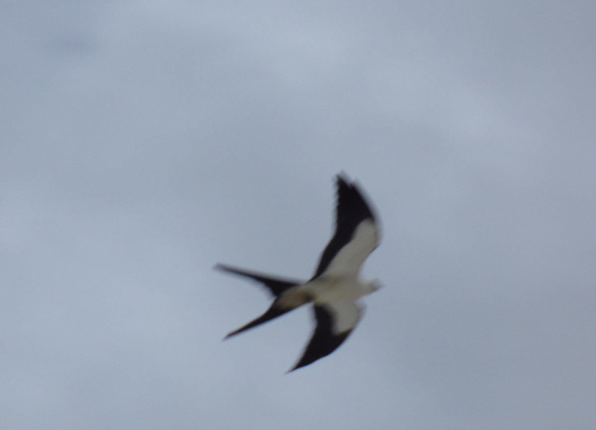 Swallow-tailed Kite - ML237924731