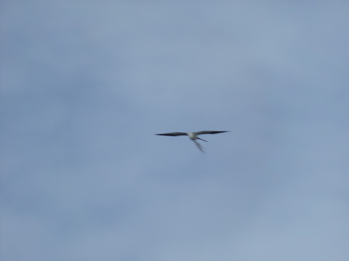 Swallow-tailed Kite - ML237924751