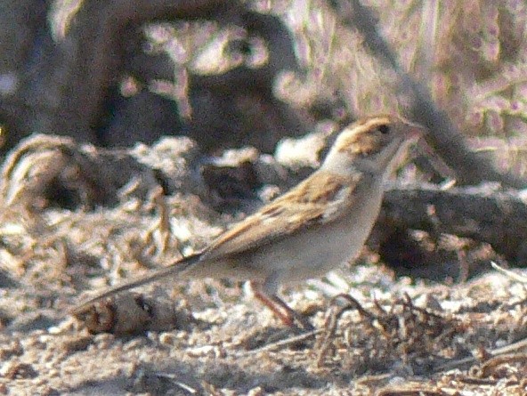 Clay-colored Sparrow - ML23795031