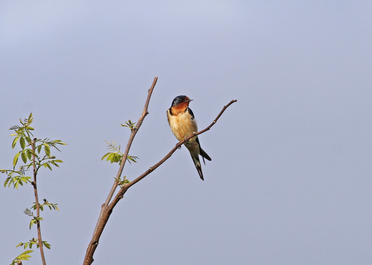 Barn Swallow - N. Wade Snyder