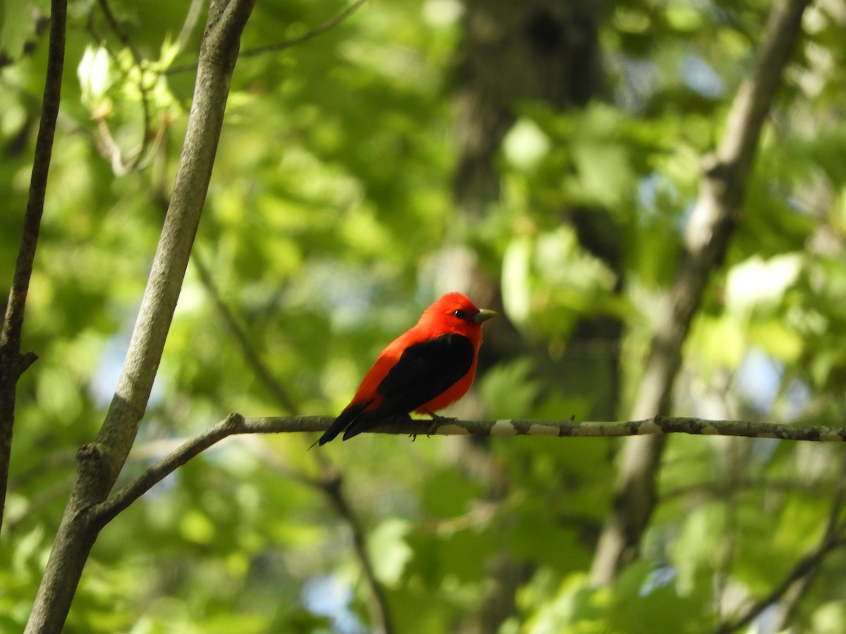 Scarlet Tanager - ML237951341