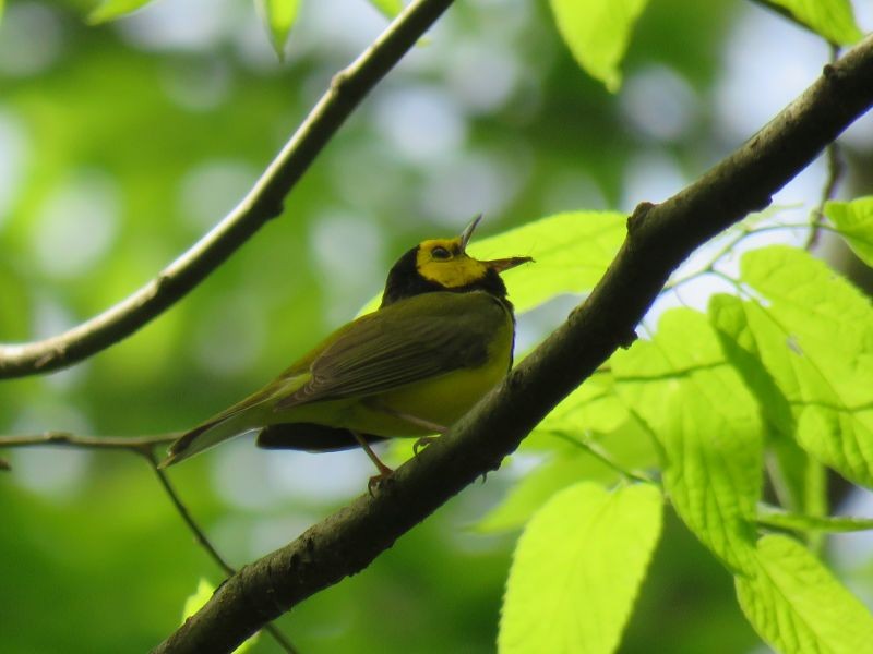 Hooded Warbler - Tracy The Birder