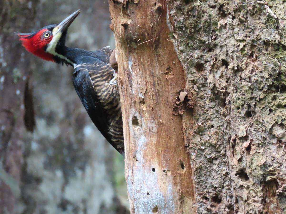 Lineated Woodpecker - Cristian de Jesus Sierra Villalba