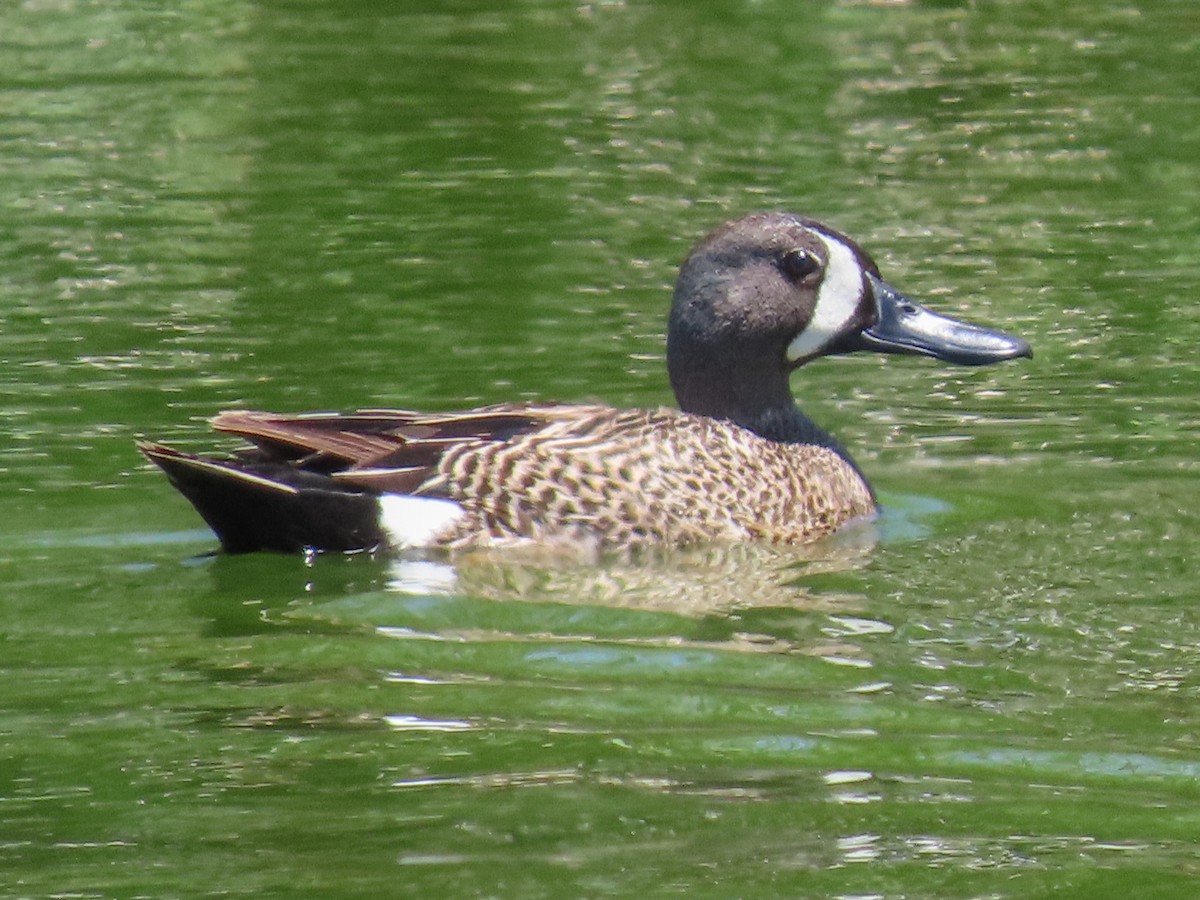 Blue-winged Teal - ML237957791