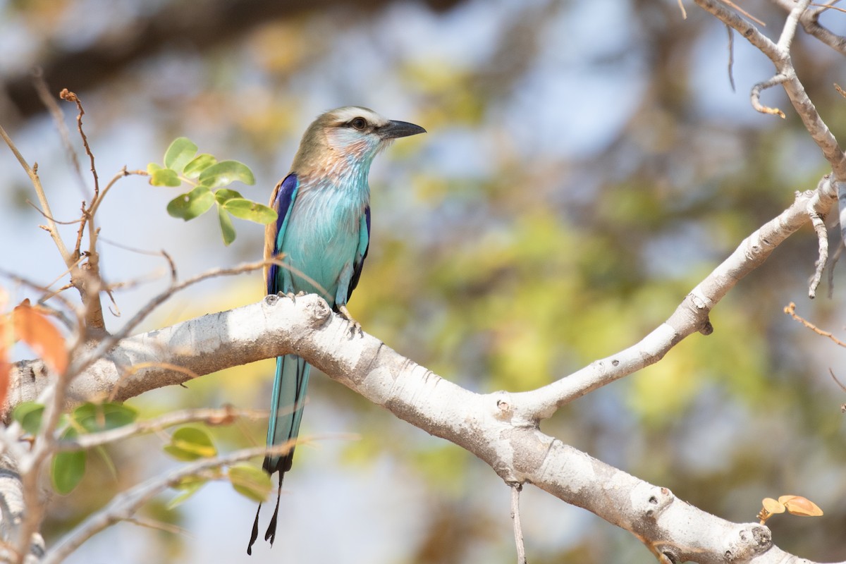 Racket-tailed Roller - ML237957801
