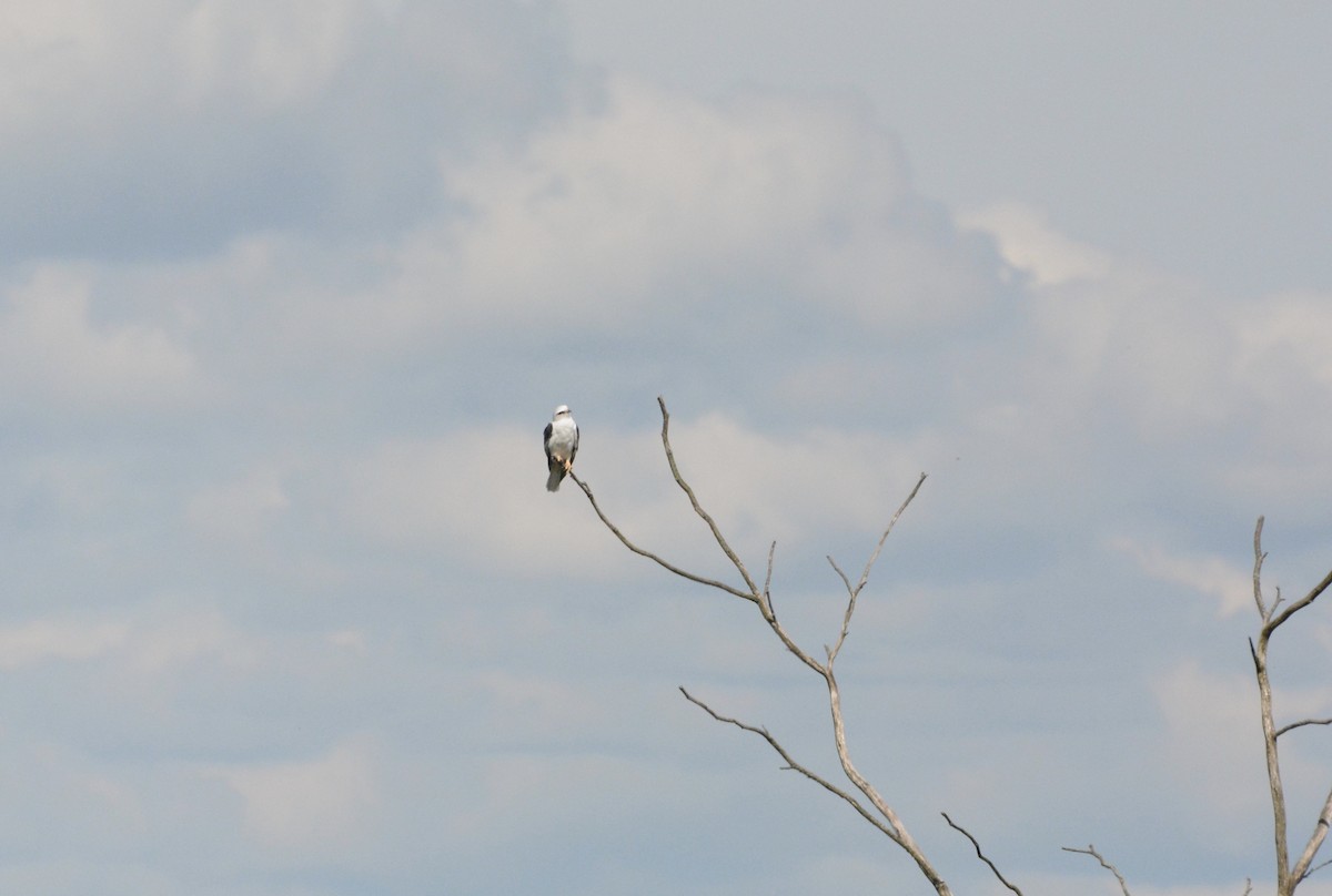 White-tailed Kite - Ian Ruppenthal