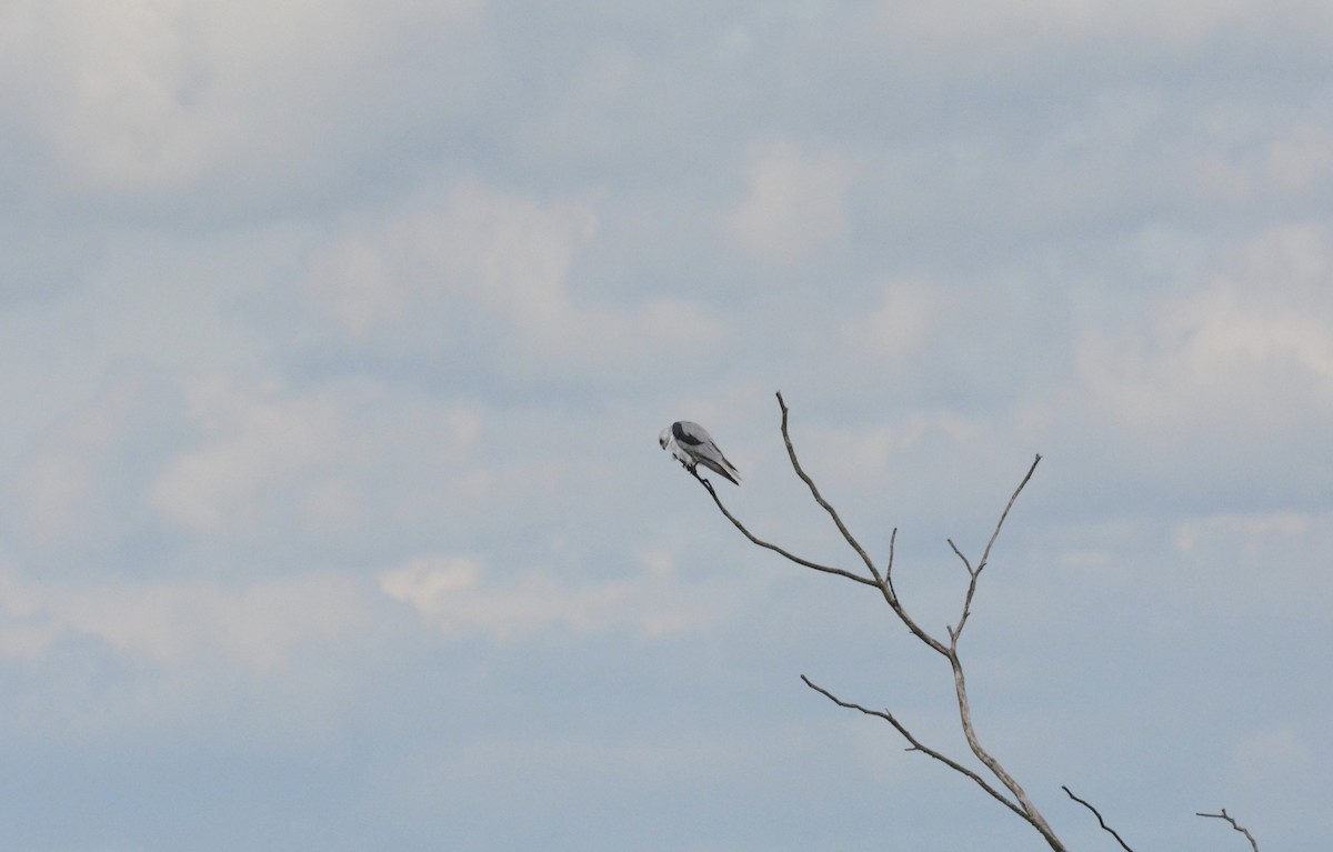 White-tailed Kite - ML237958321