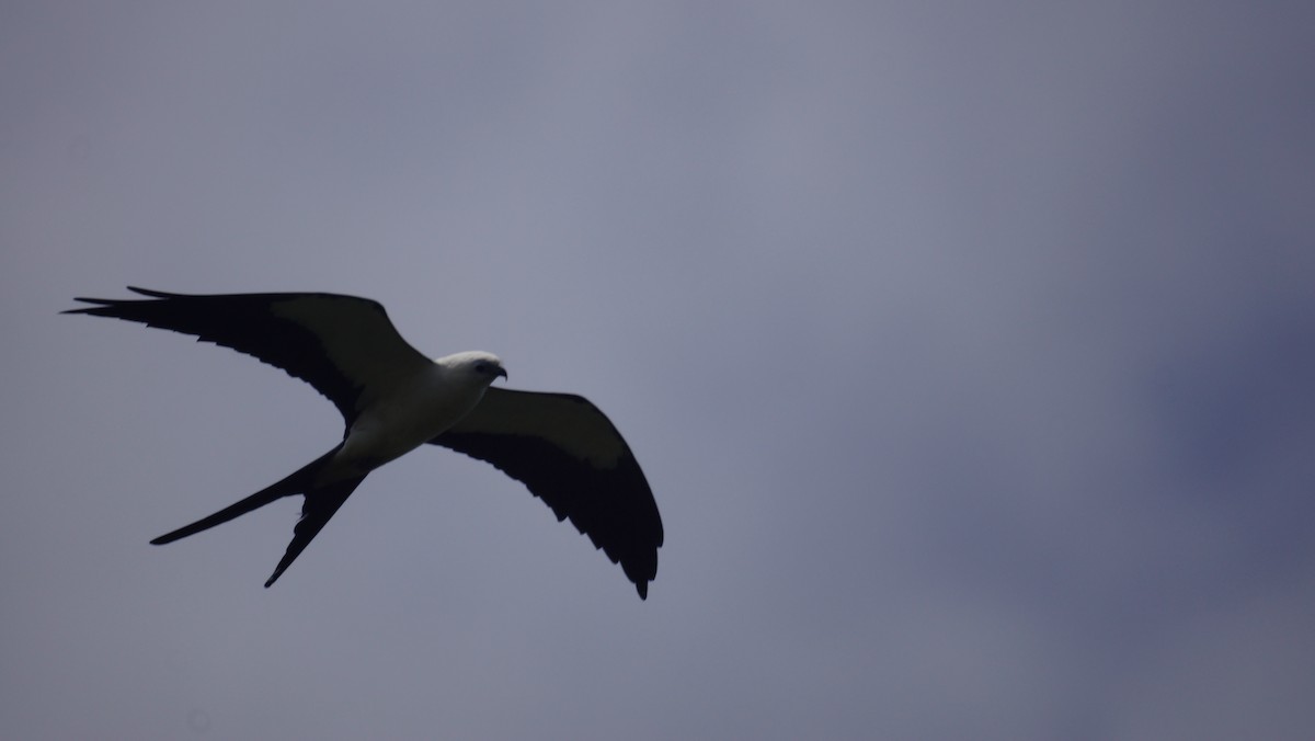Swallow-tailed Kite - ML237959781