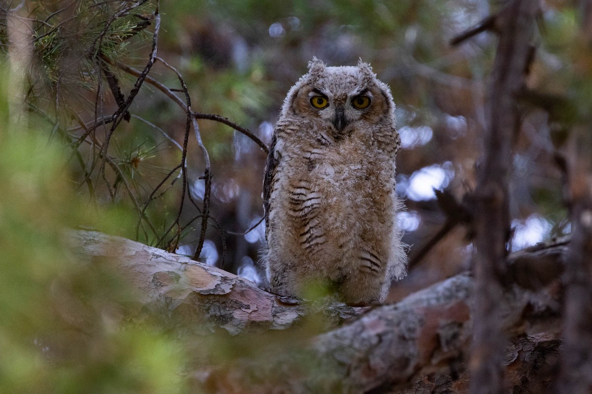Great Horned Owl - ML237961971