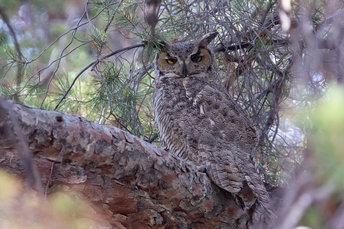 Great Horned Owl - ML237961981
