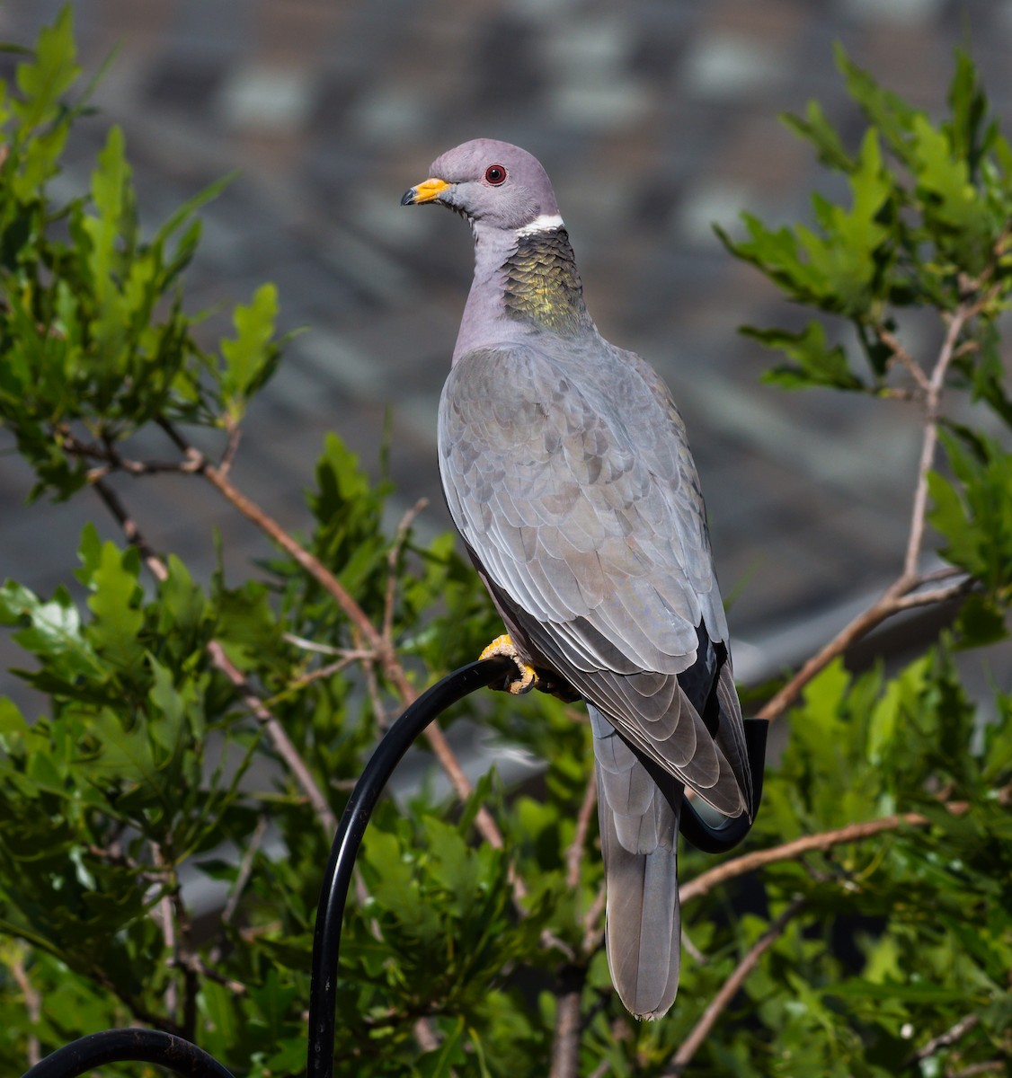 Band-tailed Pigeon - Jim Merritt