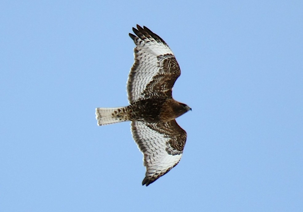 Red-tailed Hawk (calurus/abieticola) - ML237962861
