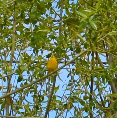 Yellow Warbler - ML237962971