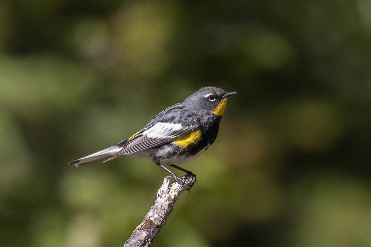 Yellow-rumped Warbler (Audubon's) - ML237966221