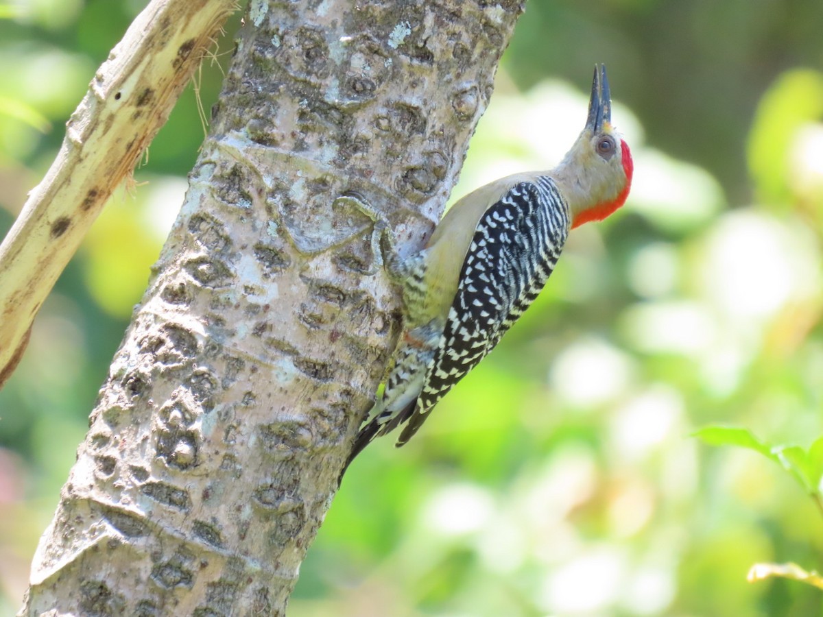 Red-crowned Woodpecker - Cristian de Jesus Sierra Villalba
