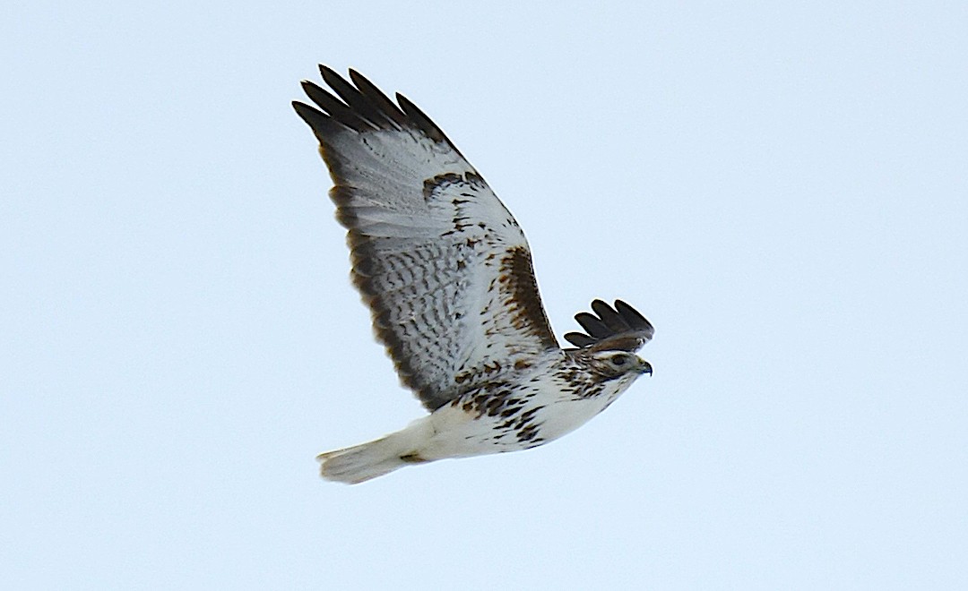 Red-tailed Hawk (Harlan's) - ML237969431