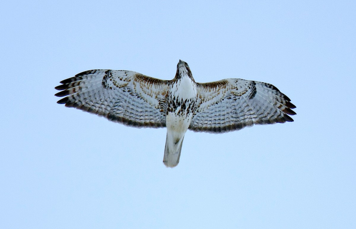 Red-tailed Hawk (Harlan's) - ML237969521