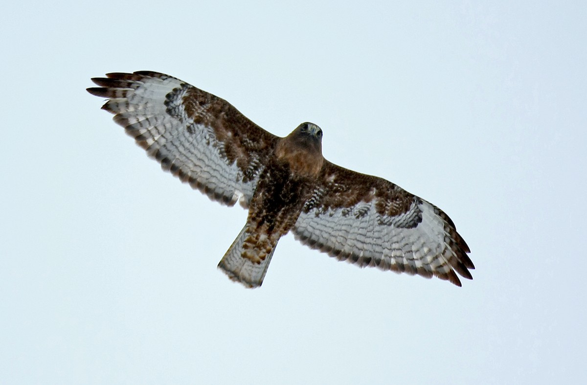 Red-tailed Hawk (calurus/abieticola) - ML237969531