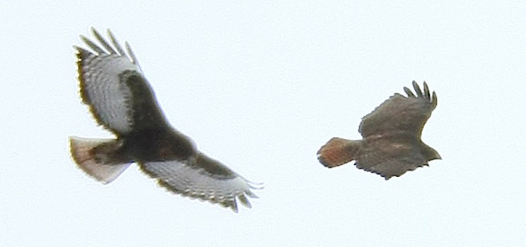 Red-tailed Hawk (calurus/abieticola) - ML237973211