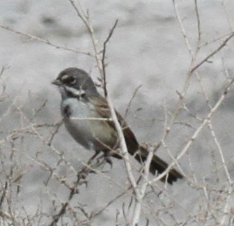 Bell's Sparrow - ML23797621