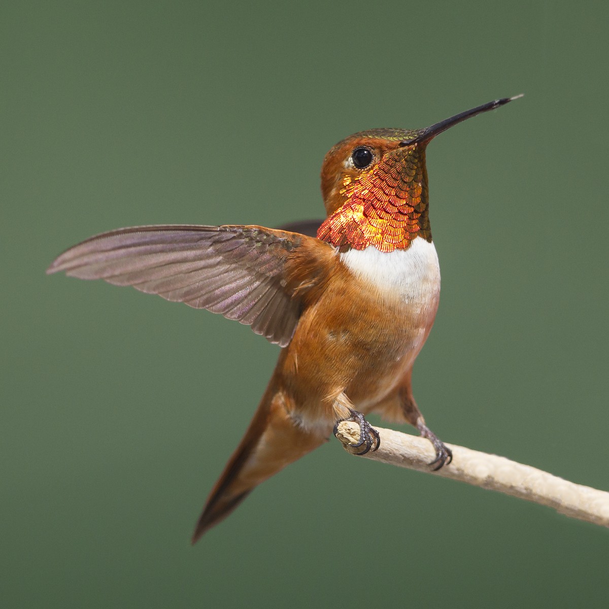 Rufous Hummingbird - Peter Hawrylyshyn