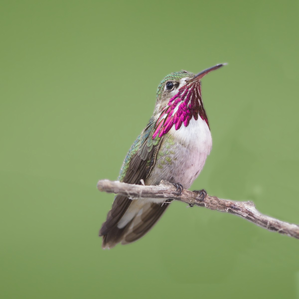 Calliope Hummingbird - ML237976971