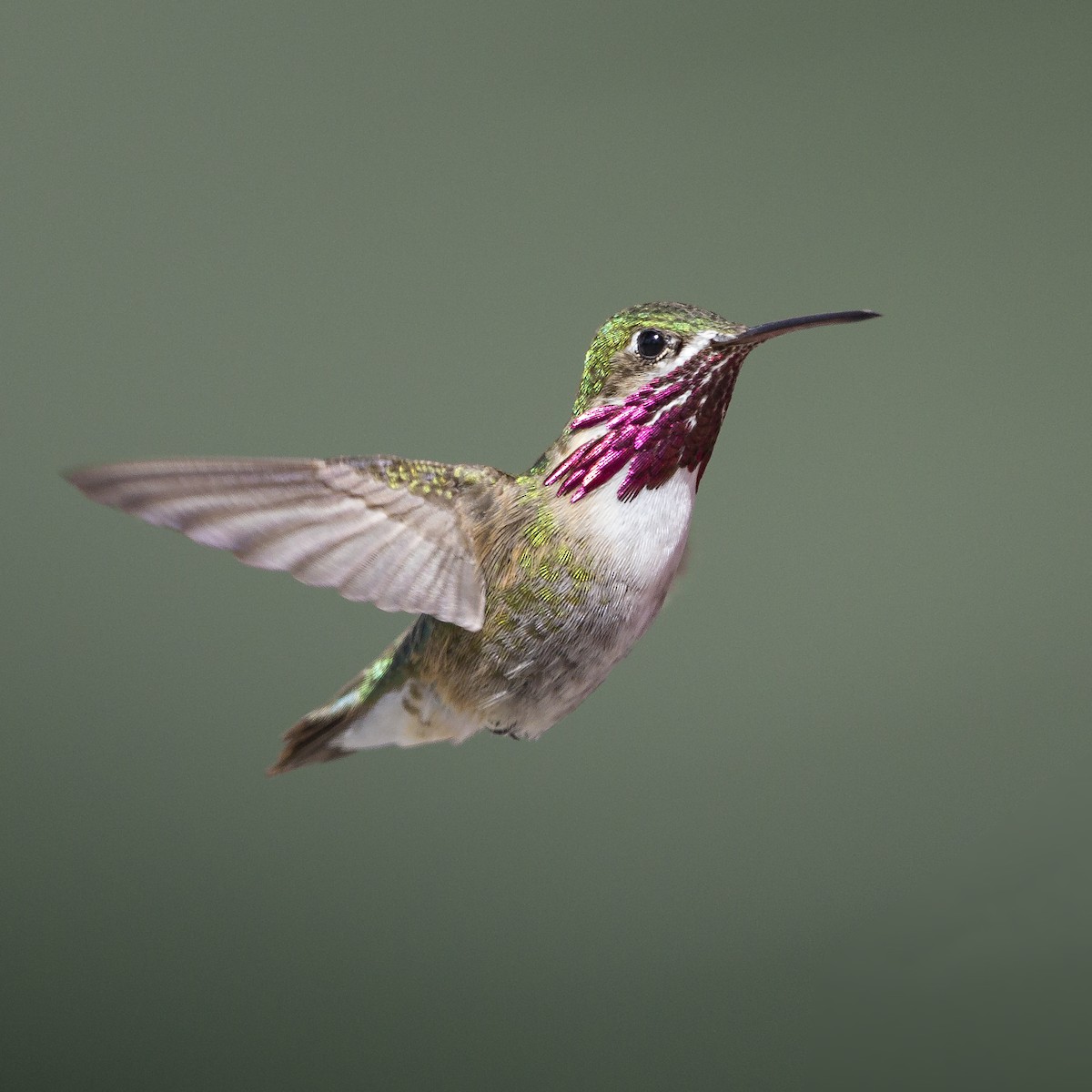 Calliope Hummingbird - Peter Hawrylyshyn