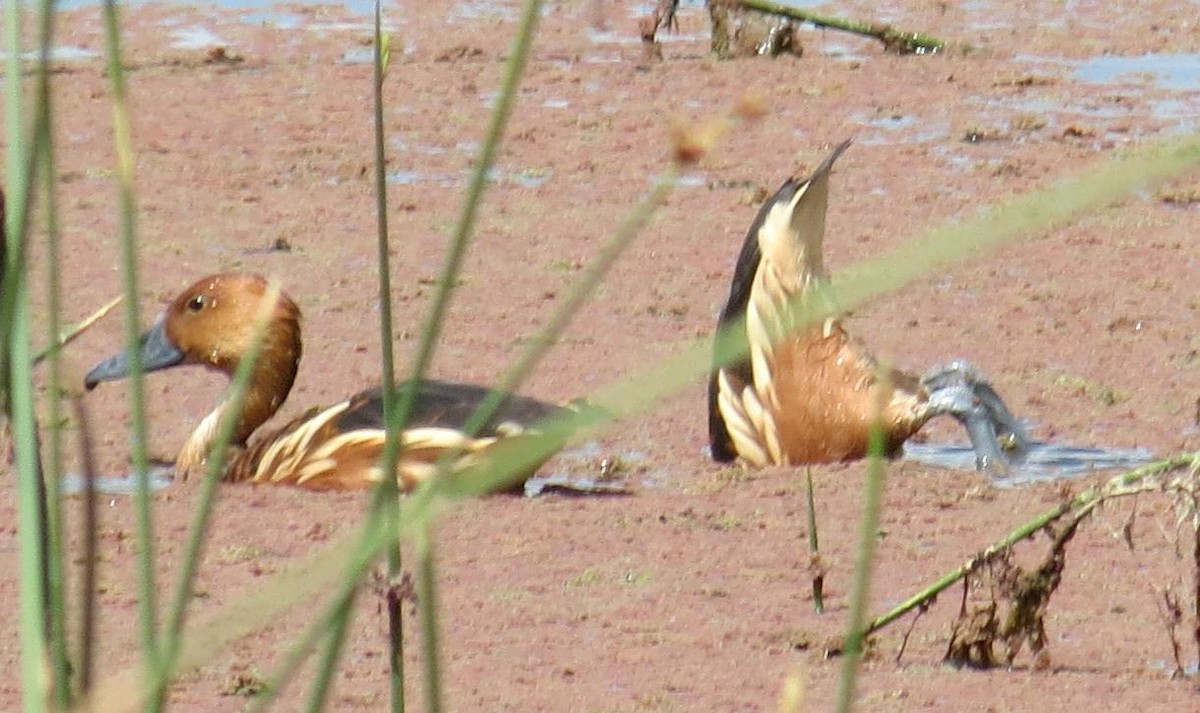 Fulvous Whistling-Duck - ML237977421