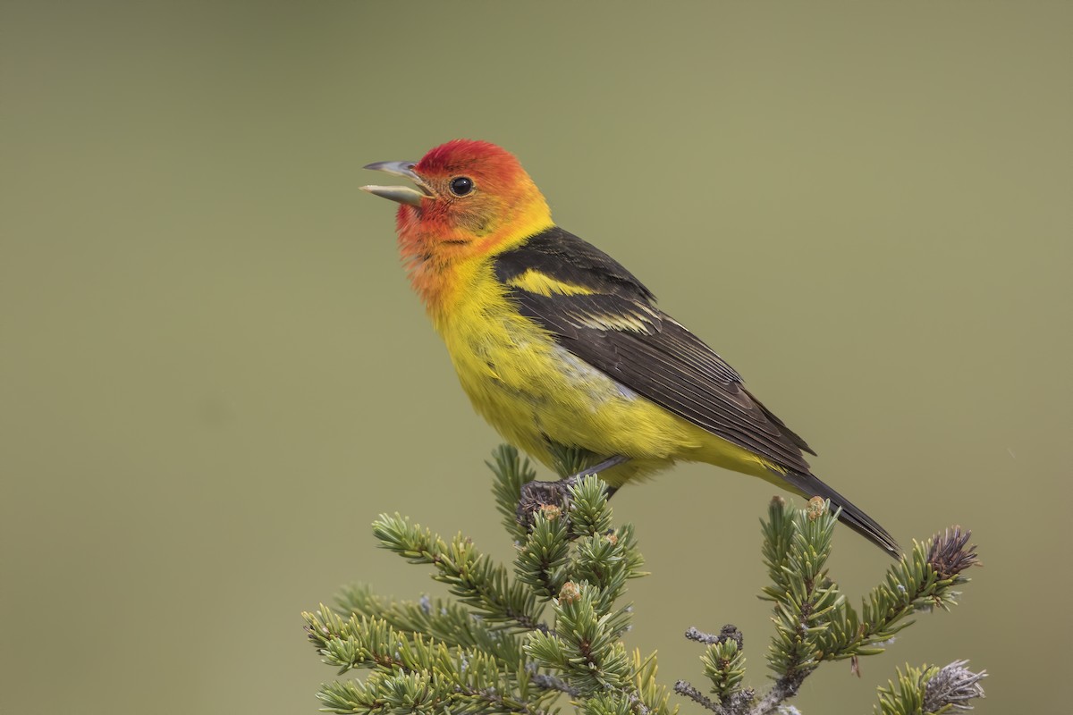 Western Tanager - ML237981031
