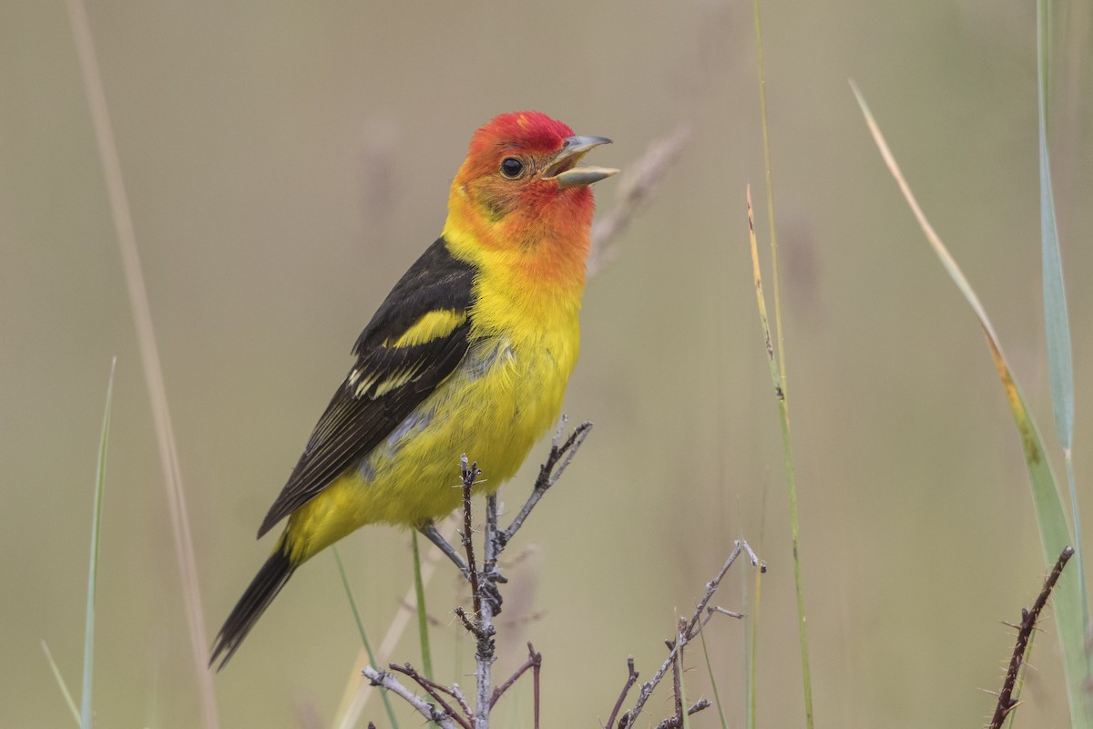 Western Tanager - ML237981051