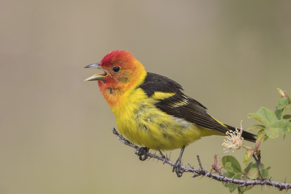 Western Tanager - ML237981061