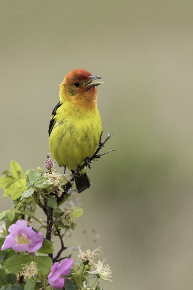 Western Tanager - ML237981081