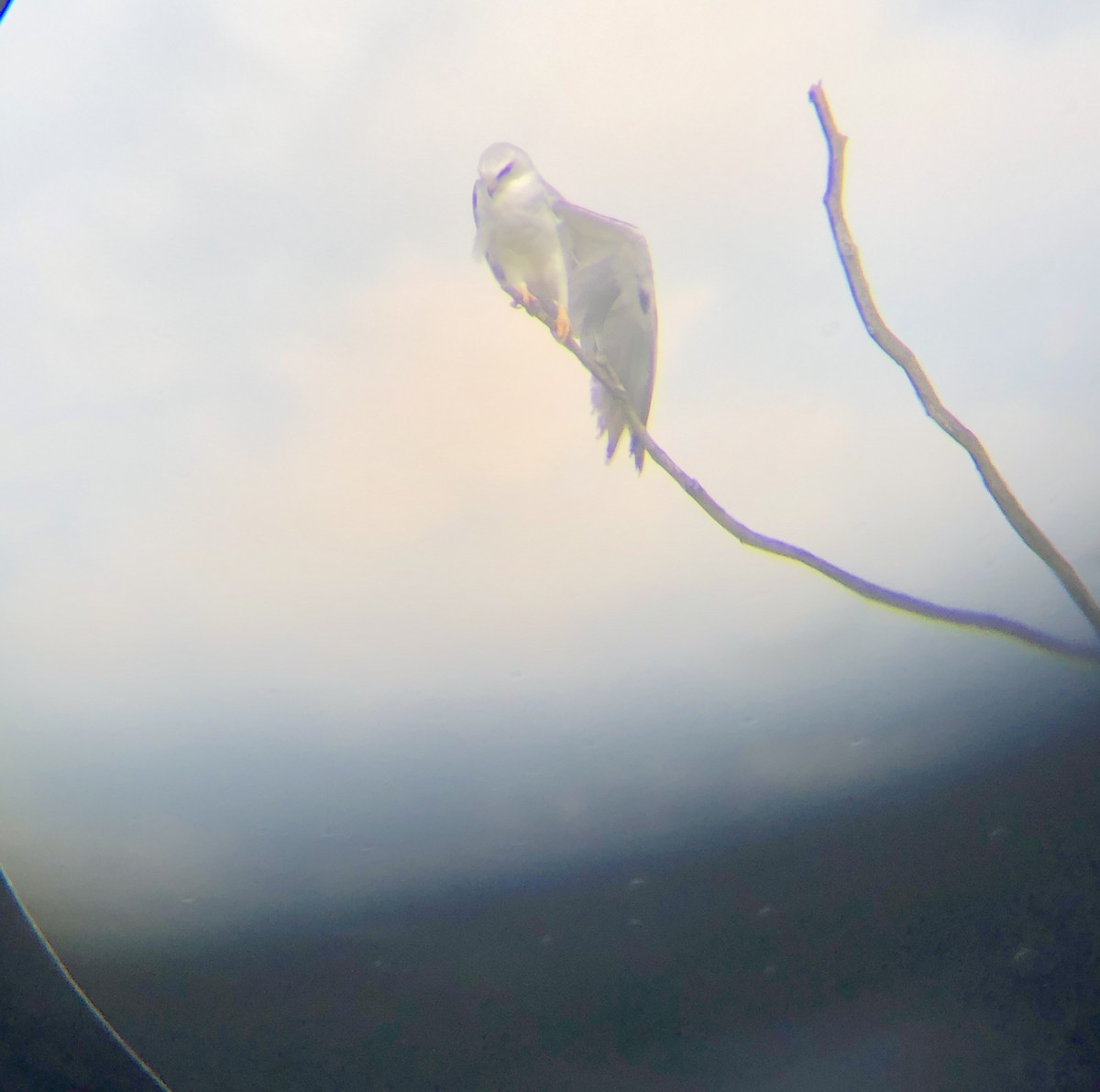 White-tailed Kite - ML237982911
