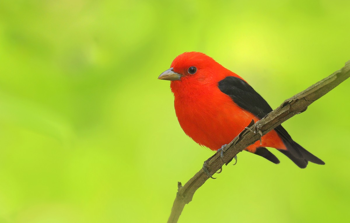 Scarlet Tanager - ML237983451