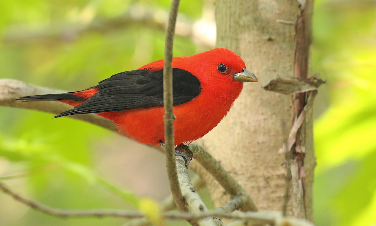 Scarlet Tanager - ML237983461